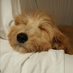 Meet your Posher, Abi